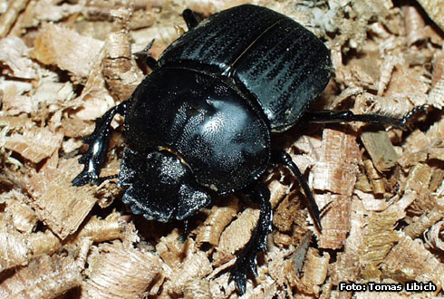 Dung beetle