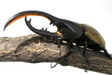 Dynastes hercules ecuatorianus<br/>ヘラクレス・エクアトリアヌス