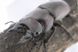 Prosopocoilus senegalensis<br/>セネガルノコギリクワガタ