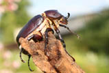 Megasoma punctulatus<br/>パンクトゥラトゥスヒメゾウカブト