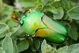 Eudicella schultzeorum green form