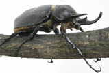 Megasoma actaeon actaeon - アクタエオンゾウカブト