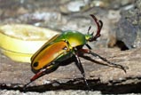 Eudicella aethiopica