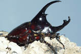 Augosoma centaurus