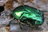 Cetonia aurata