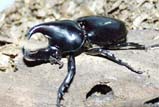 Xylotrupes gideon beckeri<br/>ハビロヒメカブト