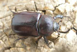 Heterogomphus rugicollis - non horned form - ルギュリスヘラヅノカブト