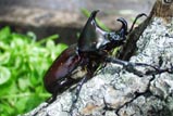 Xylotrupes gideon borneensis