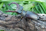 Lucanus cervus<br/>ヨーロッパミヤマクワガタ