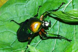 Dicronorrhina oberthueri