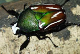 Dicronorrhina derbyana ssp. Tanzania