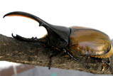 Dynastes hercules lichyi