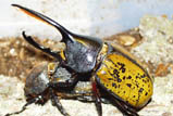 Dynastes hercules ssp. Ecuador