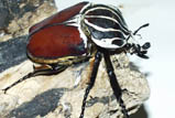 Goliathus goliatus<br/>ゴライアスオオツノハナムグリ