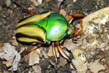 Eudicella gralli gralli