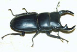 Dorcus hopei<br/>ホーペオオクワガタ 