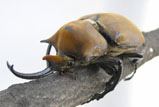 Megasoma elephas elephas<br/>エレファスゾウカブト