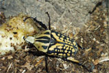 Mecynorrhina oberthueri - オーベルチュールオオツノカナブン