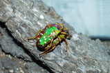 Stephanorrhina princeps bamtoni