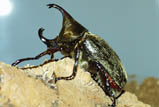 Xylotrupes pubescens