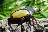 Eudicella euthalia resseleri