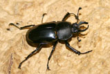 Streptocerus speciosus