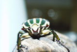 Chelorrhina savagei - ミイロオオツノカナブン