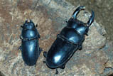 Dorcus schenklingi<br/>シェンクリングオオクワガタ