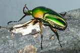 Eudicella schultzeorum pseudowoermanni