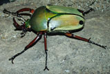 Eudicella smithi