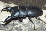 Dorcus titanus sika