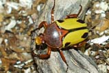 Eudicella trilineata interruptefasciata