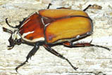 Mecynorrhina ugandensis