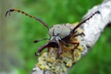 Dicronocephalus wallichi bourgoini - ワリックツノハナムグリ