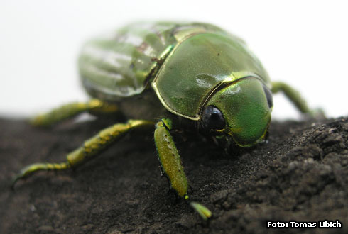 Plusiotis gloriosa