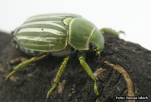 Plusiotis gloriosa