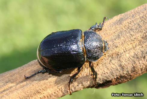 Megasoma punctulatus