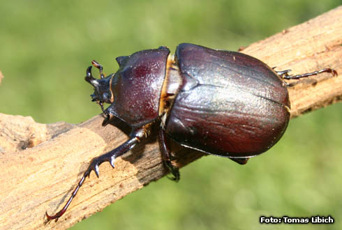 Megasoma punctulatus