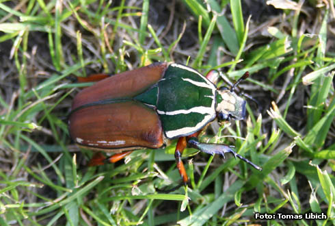 Mecynorrhina ugandensis green thorax<br/>ウガンデンシス(グリーン)