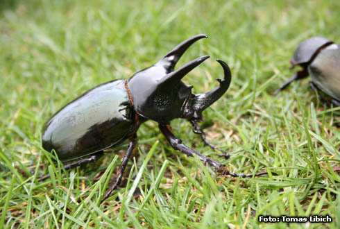 Chalcosoma caucasus