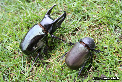 Chalcosoma caucasus