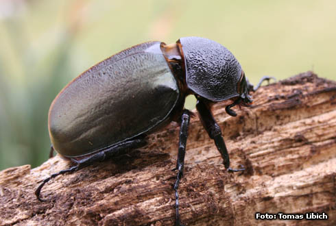 Chalcosoma caucasus