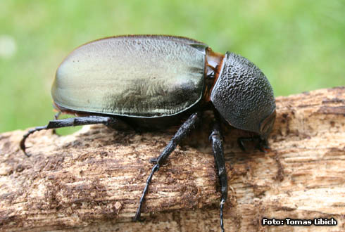 Chalcosoma caucasus