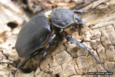 Megasoma actaeon actaeon