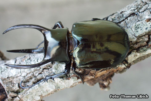 Chalcosoma atlas<br/>アトラスオオカブト