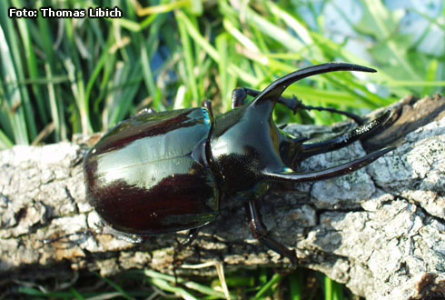 Chalcosoma atlas