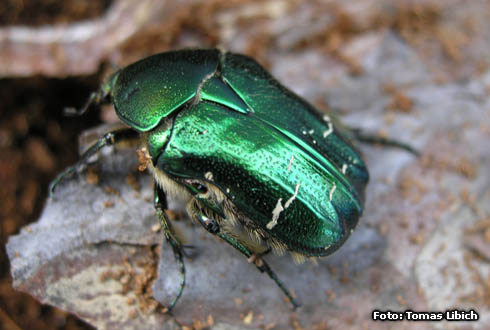 Cetonia aurata