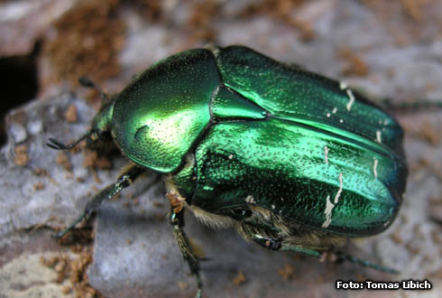 Cetonia aurata