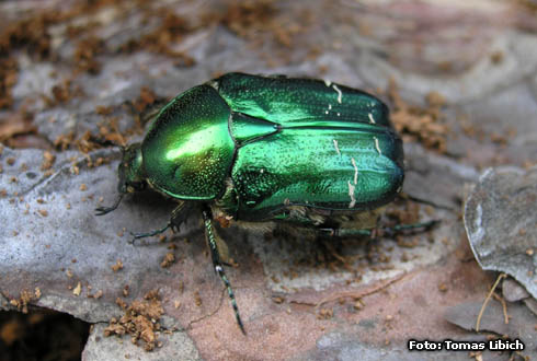 Cetonia aurata