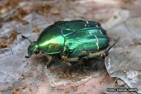 Cetonia aurata